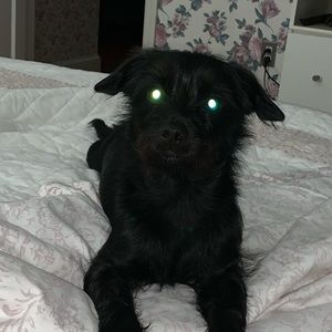 Meet your Posher, Allison